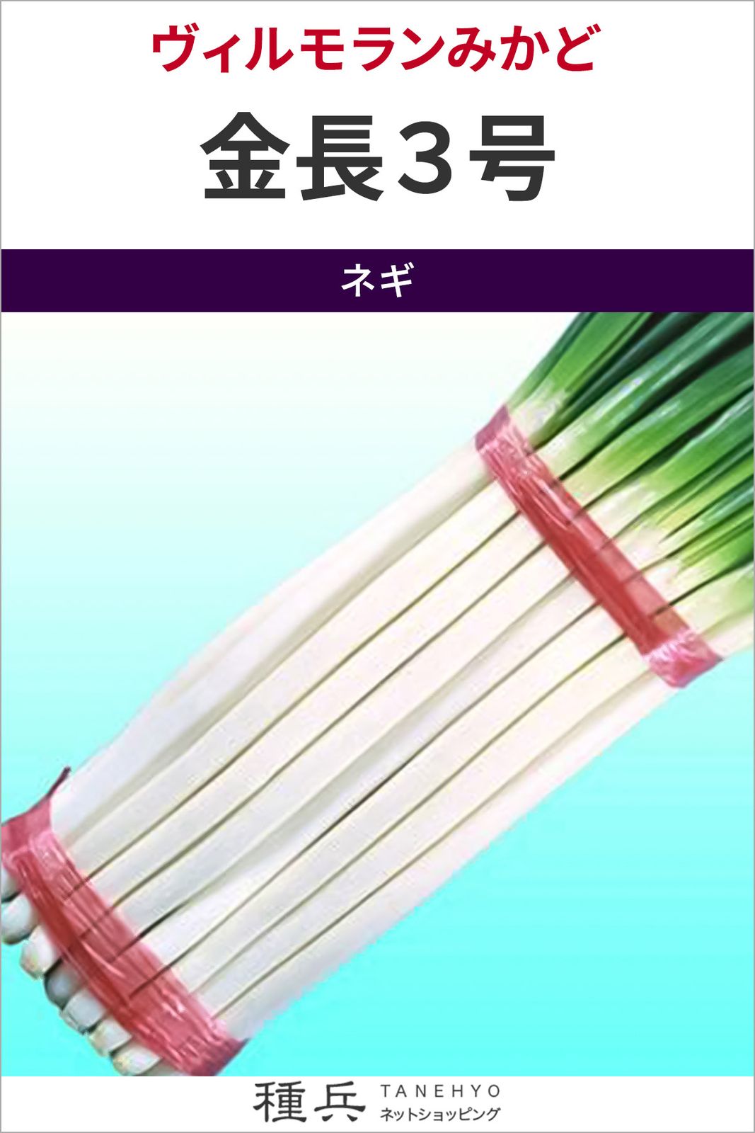 根深ネギ 種 『金長３号』  ヴィルモランみかど