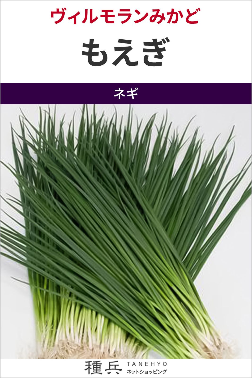 葉ネギ 種 『もえぎ』  ヴィルモランみかど