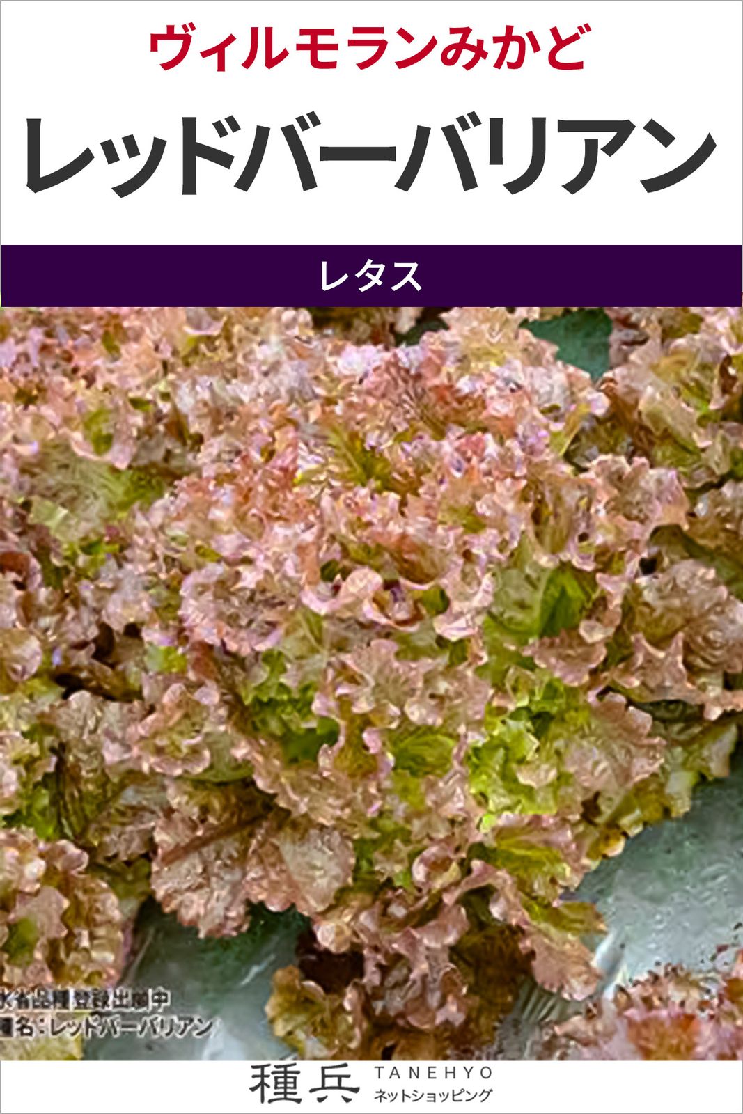 リーフレタス 種 『レッドバーバリアン』  ヴィルモランみかど