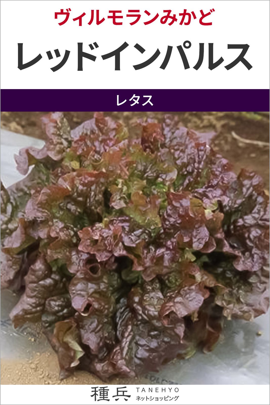 リーフレタス 種 『レッドインパルス』  ヴィルモランみかど