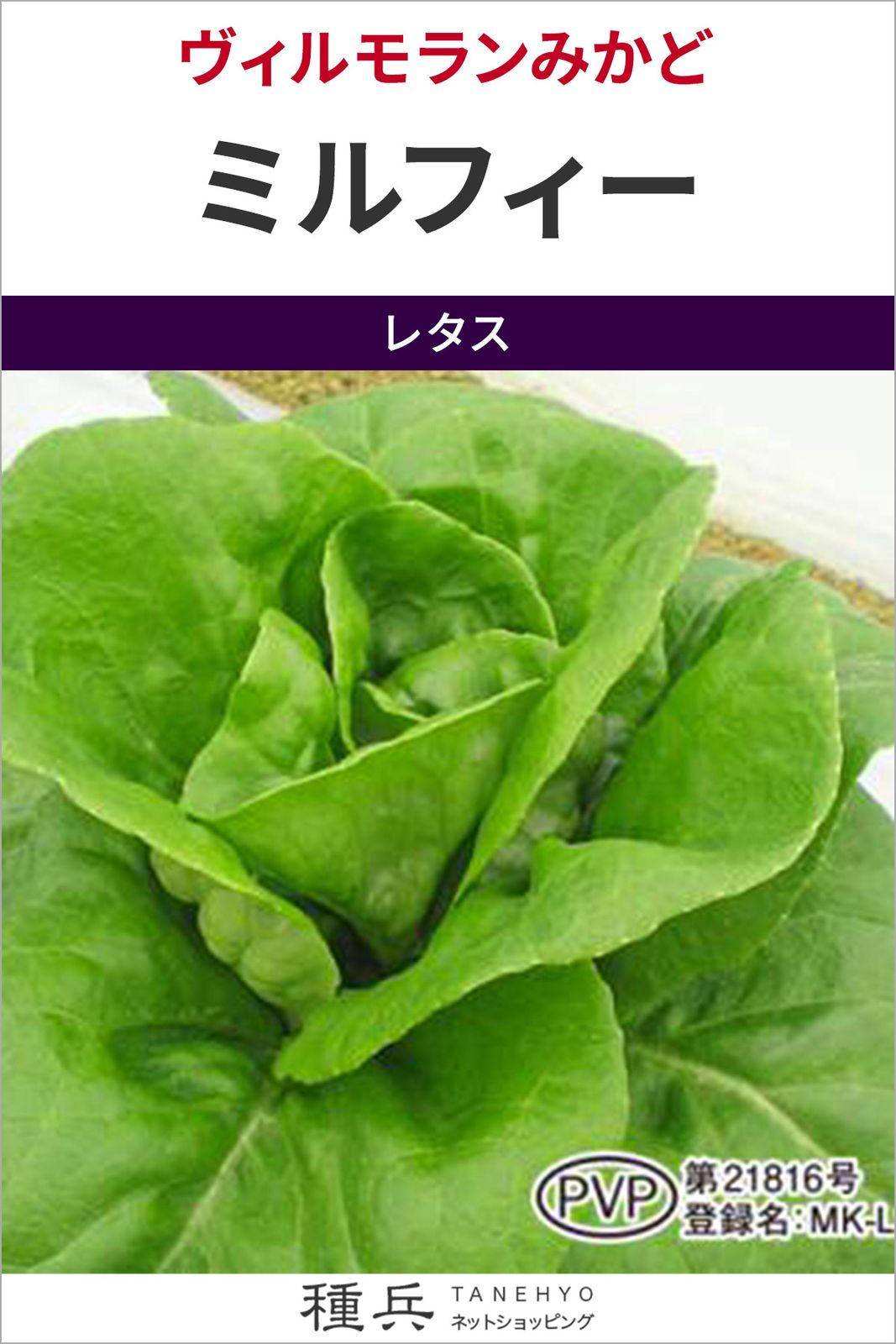 サラダナ 種 『ミルフィー』  ヴィルモランみかど