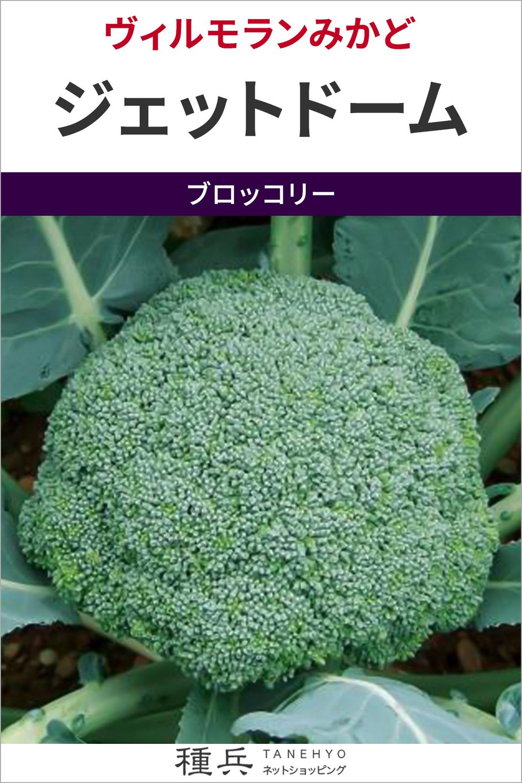 ブロッコリー 種 『ジェットドーム』  ヴィルモランみかど