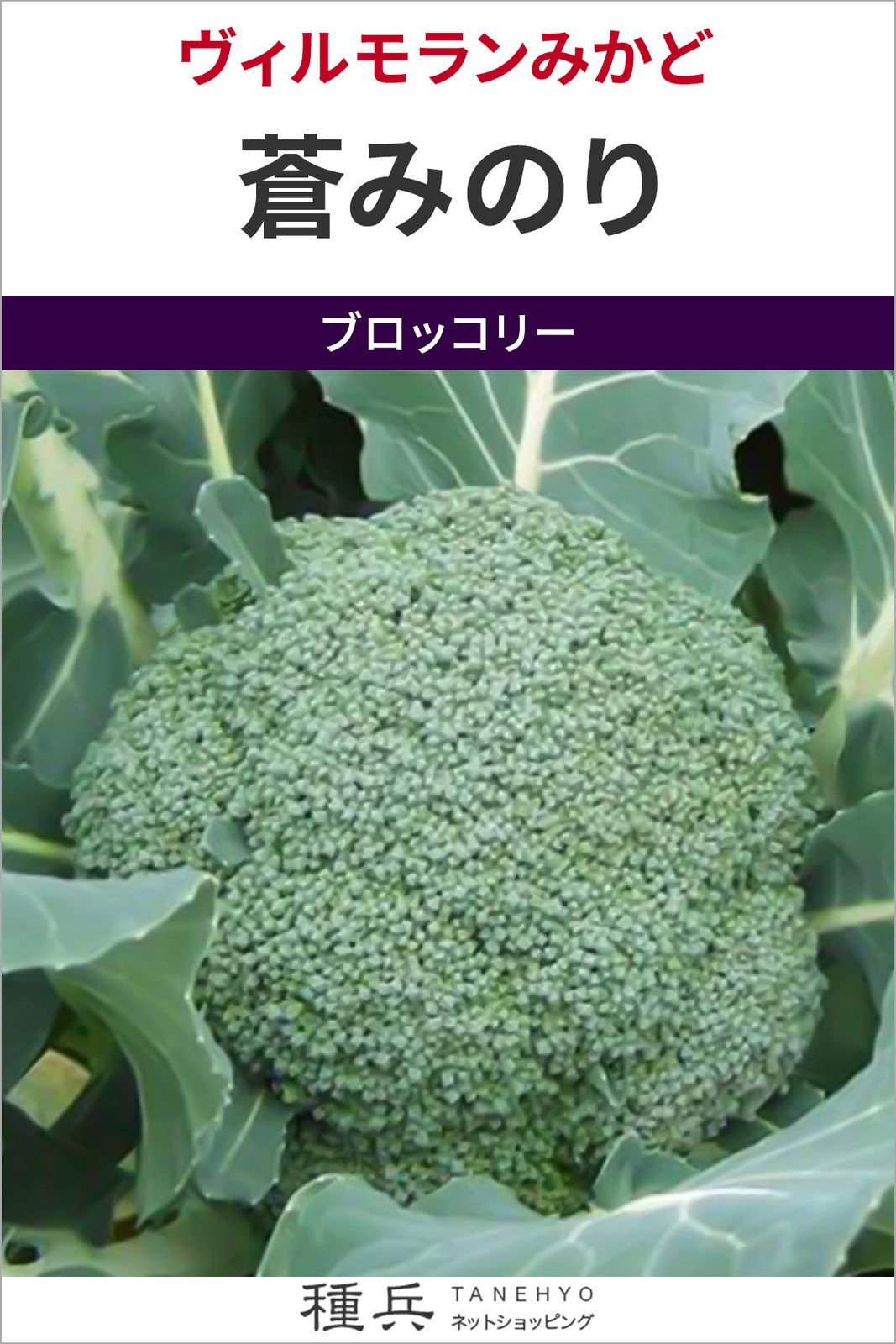 ブロッコリー 種 『蒼みのり』  ヴィルモランみかど