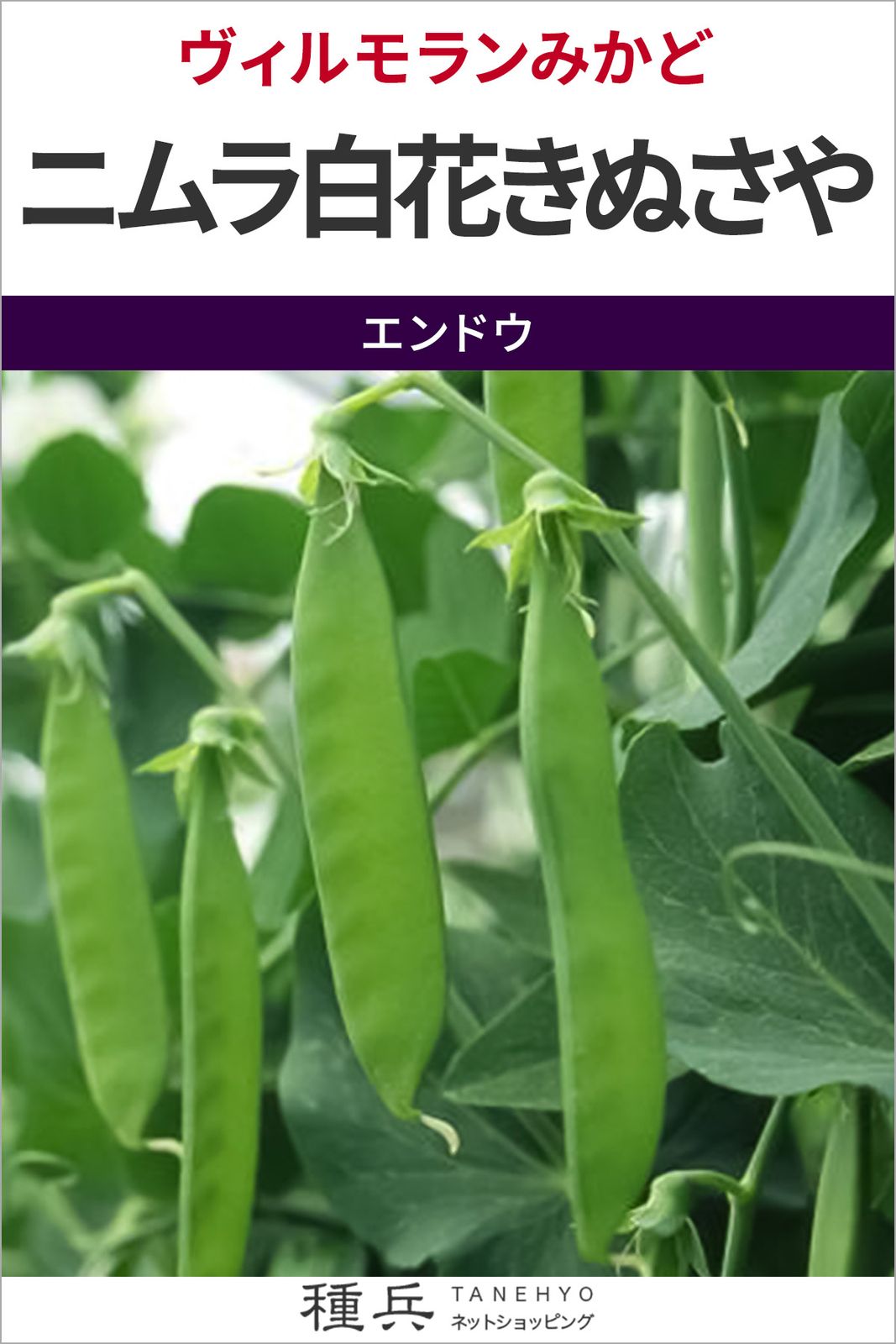 キヌサヤエンドウ 種 『ニムラ白花きぬさや』  ヴィルモランみかど