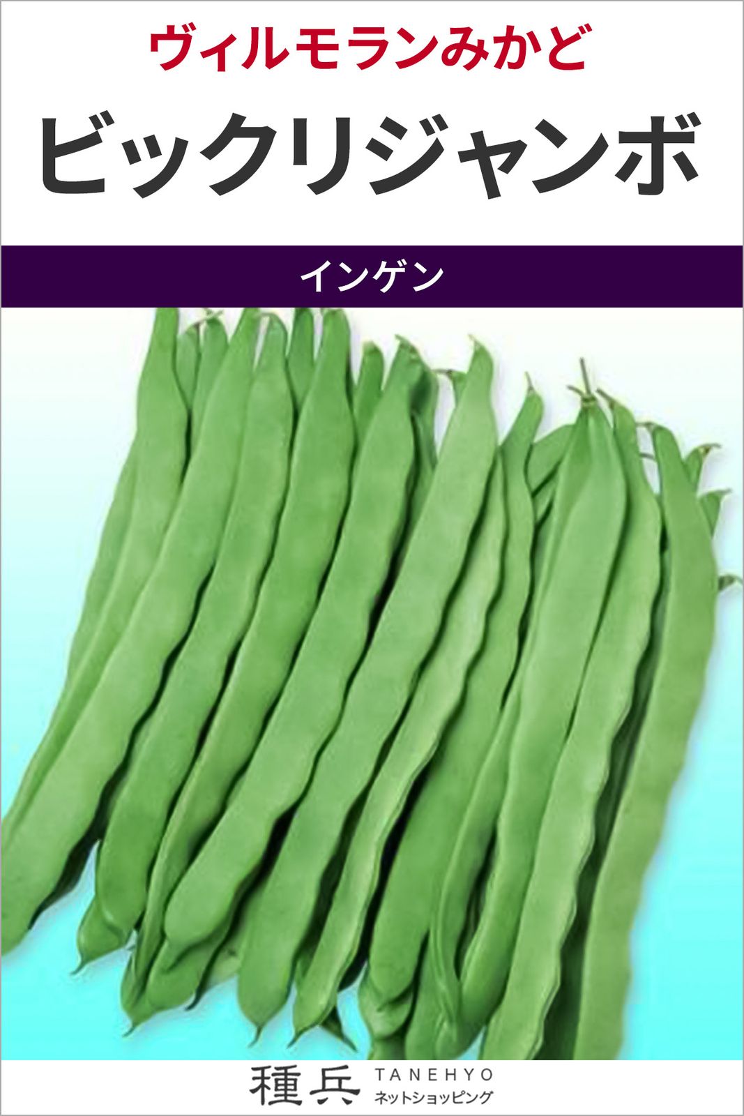 つるありインゲン 種 『ビックリジャンボ』  ヴィルモランみかど