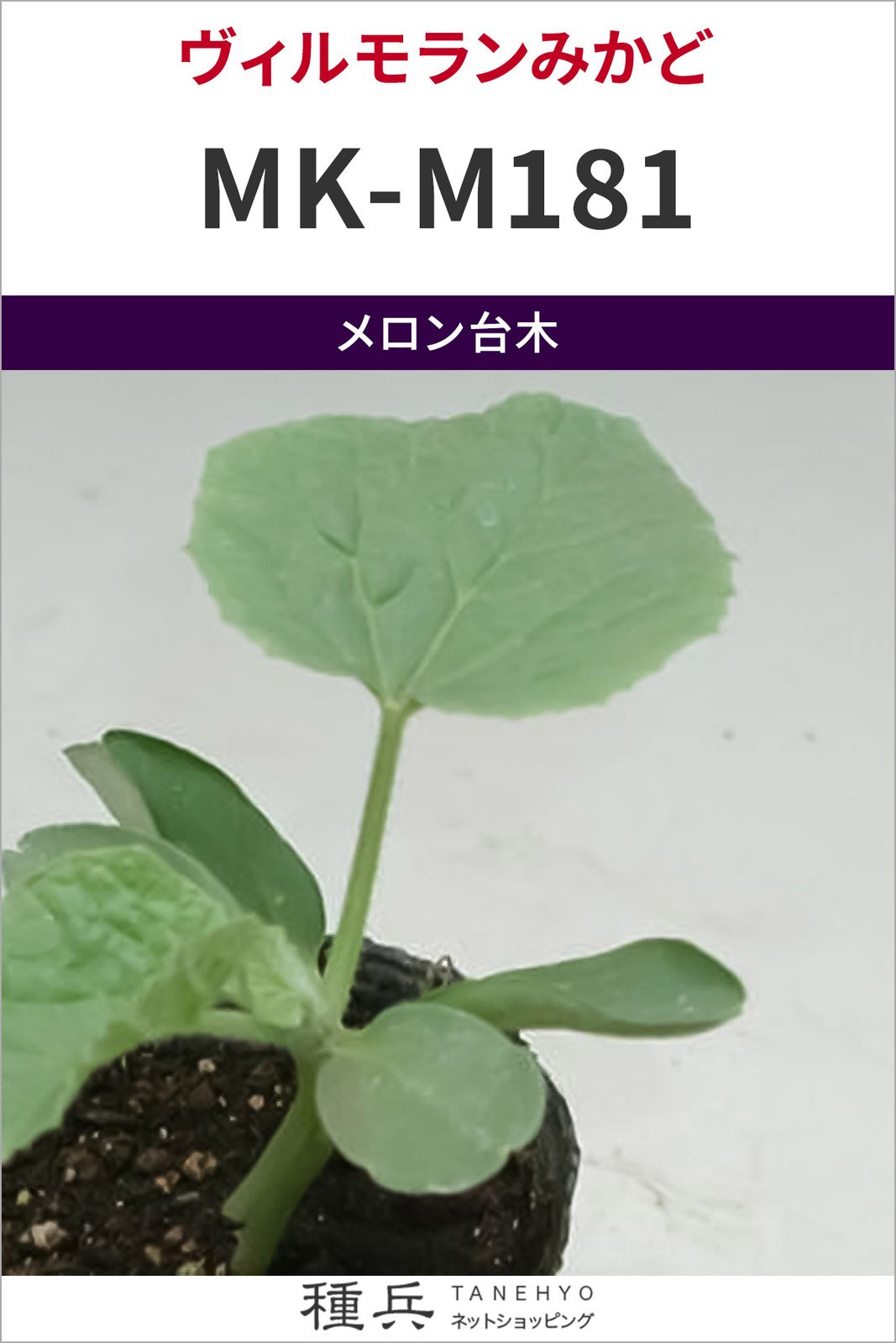 メロン台木 種 『MK-M181』 ヴィルモランみかど | たね,果菜の種,台木