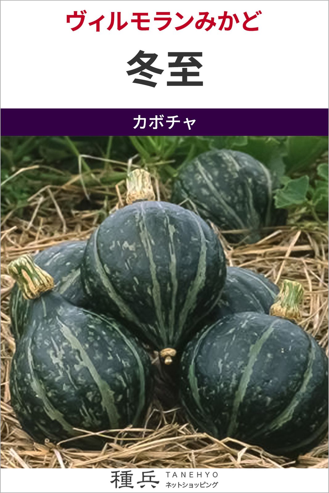 カボチャ 種 『冬至』  ヴィルモランみかど