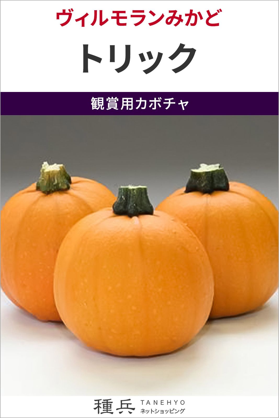 観賞用ミニカボチャ 種 『トリック』  ヴィルモランみかど
