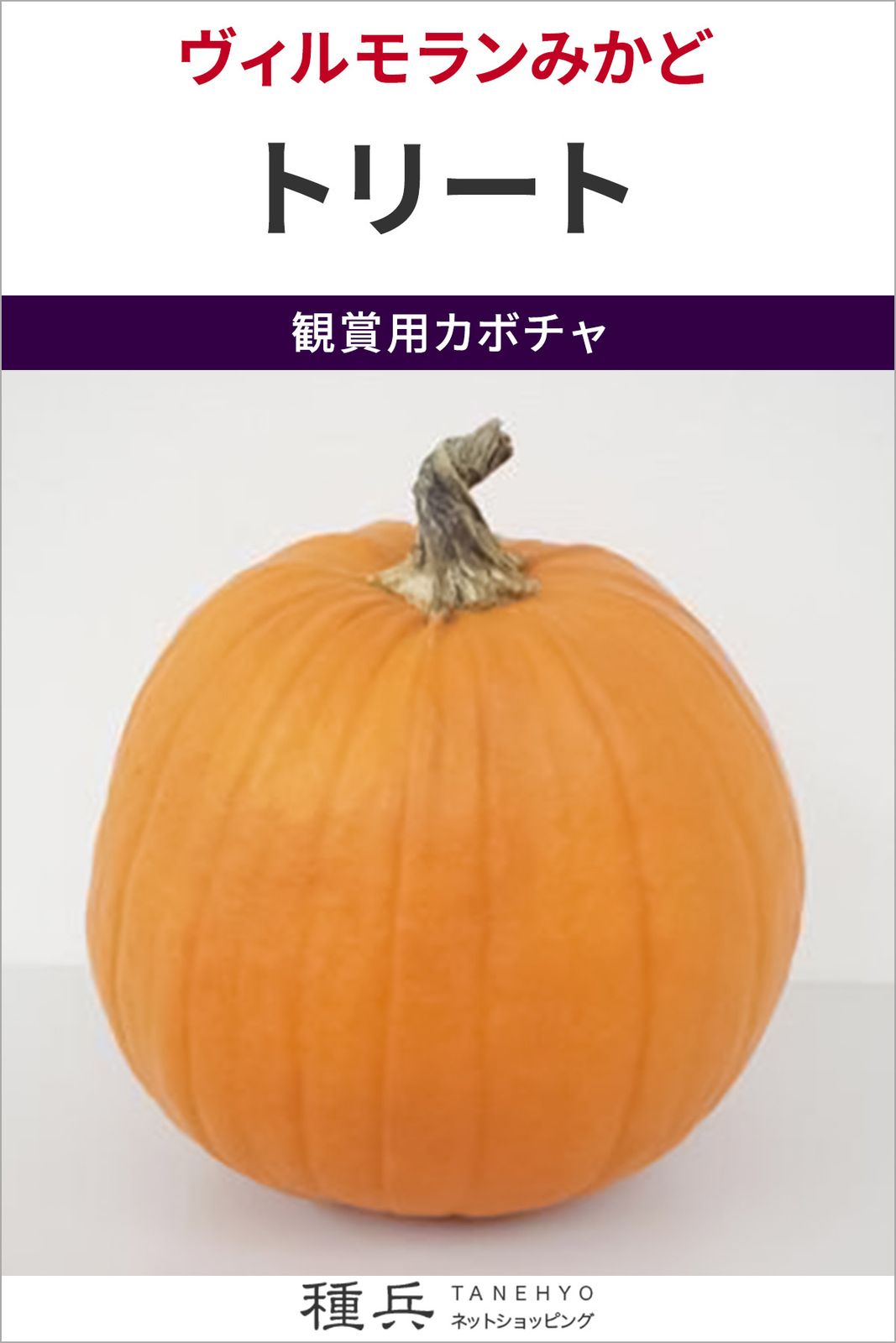 観賞用大玉カボチャ 種 『トリート』  ヴィルモランみかど