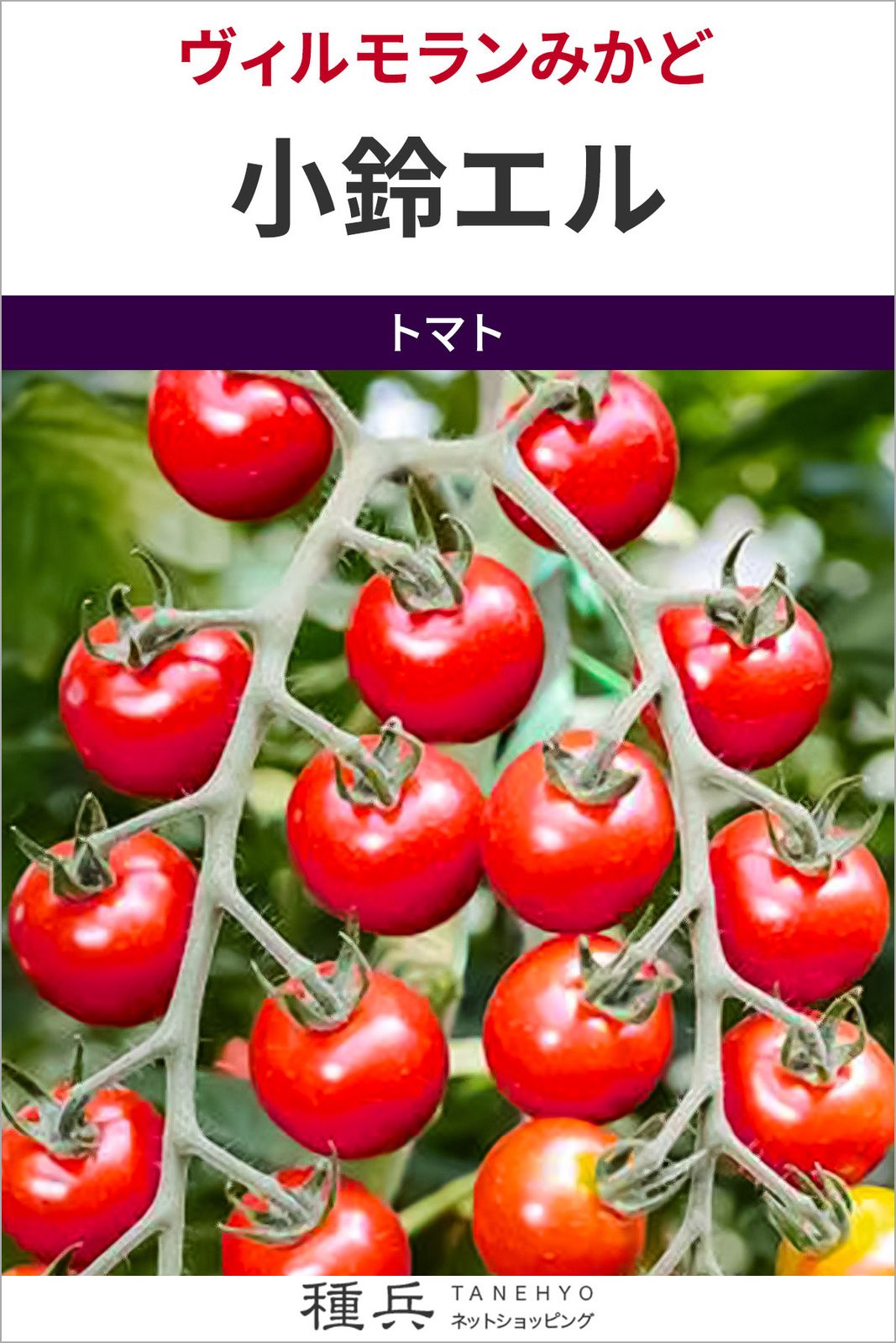 たね,果菜の種,トマト,ミニトマト | 種兵ネットショッピング