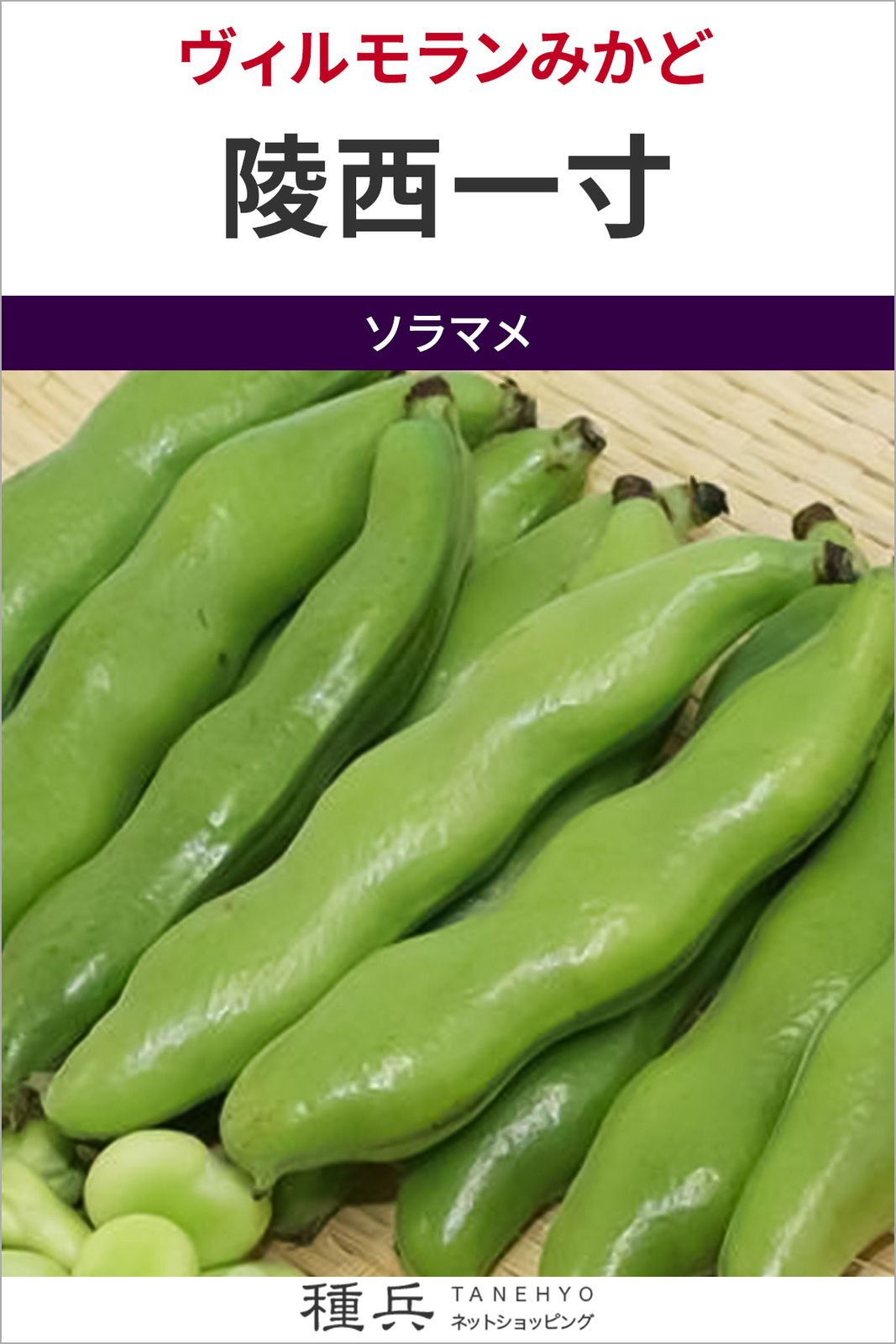 ソラマメ 種 『陵西一寸』  ヴィルモランみかど