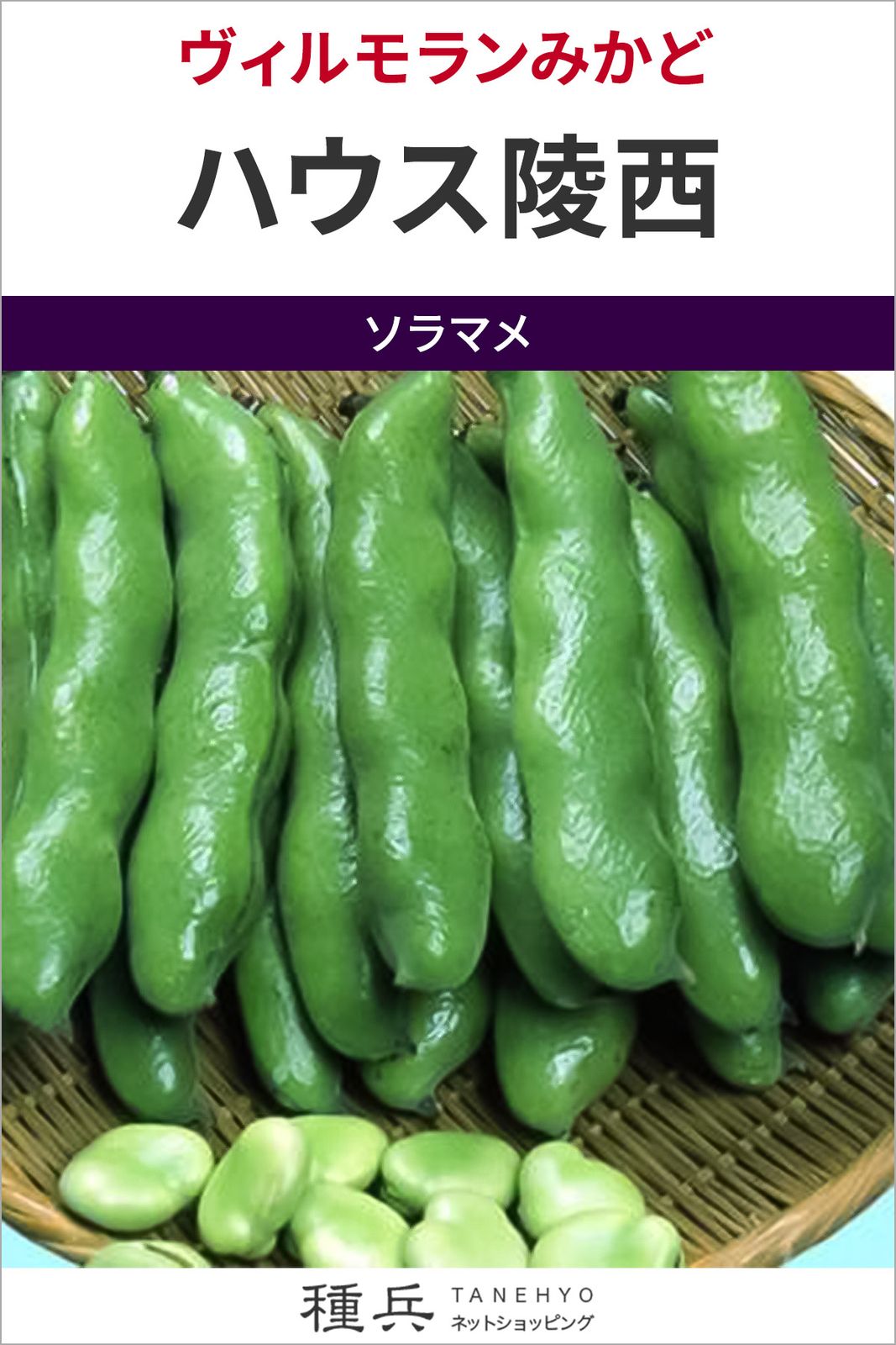 ソラマメ 種 『ハウス陵西』  ヴィルモランみかど