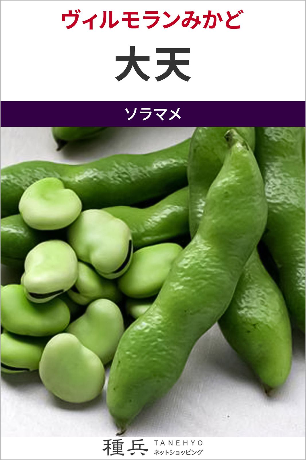 ソラマメ 種 『大天』  ヴィルモランみかど