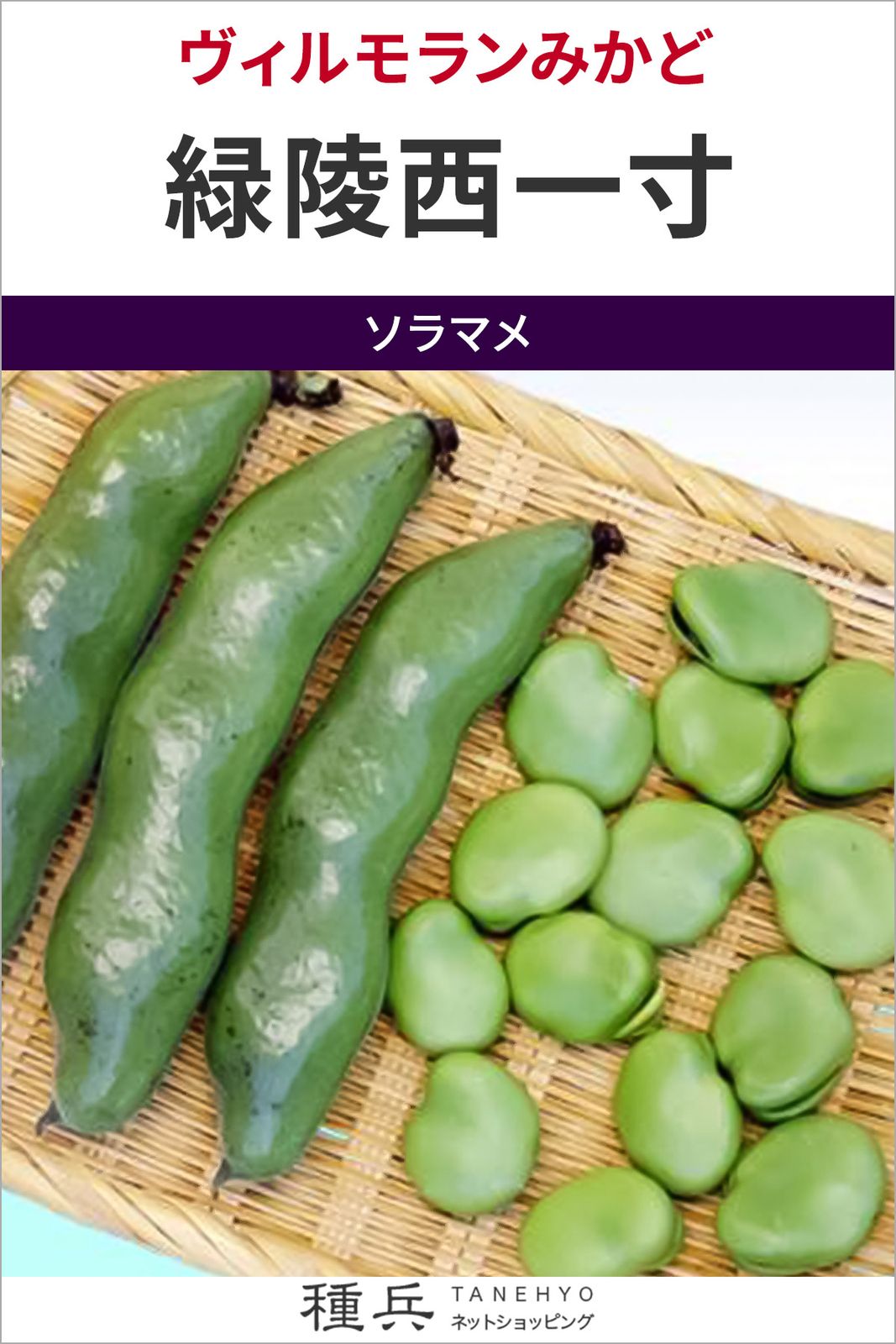 ソラマメ 種 『緑陵西一寸』  ヴィルモランみかど