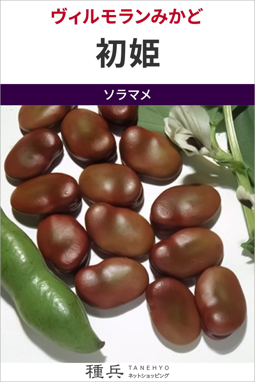 たね,果菜の種,ソラマメ | 種兵ネットショッピング