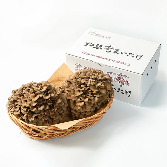 九頭竜まいたけ2株入り | ショップから選ぶ,九頭竜まいたけ（福井