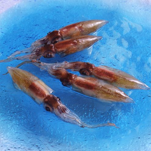 【フェア】富山/鈴香食品 お刺身用　生冷ほたるいか