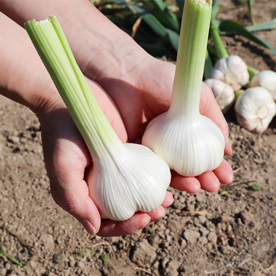 たまごかけしょうゆ三種食べ比べセット