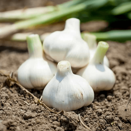 たまごかけしょうゆ三種食べ比べセット