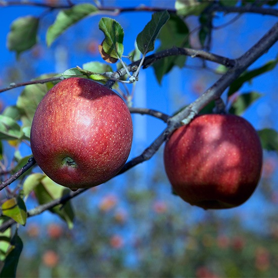 真田REDアップルジュース瓶 2本入りギフト