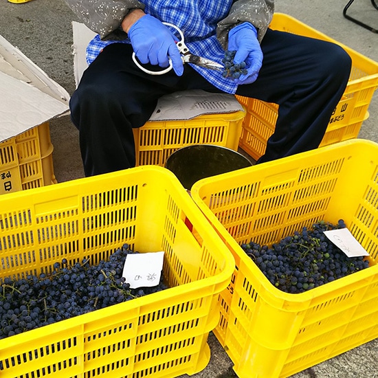 Andosols 小公子