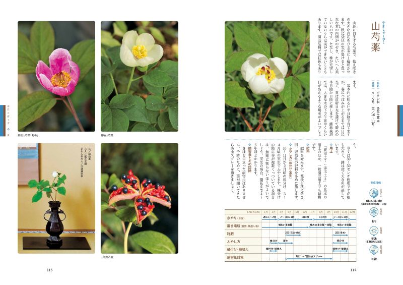 ȭ�Ǽ�ڤ˳ڤ��� ��֤ΰ����