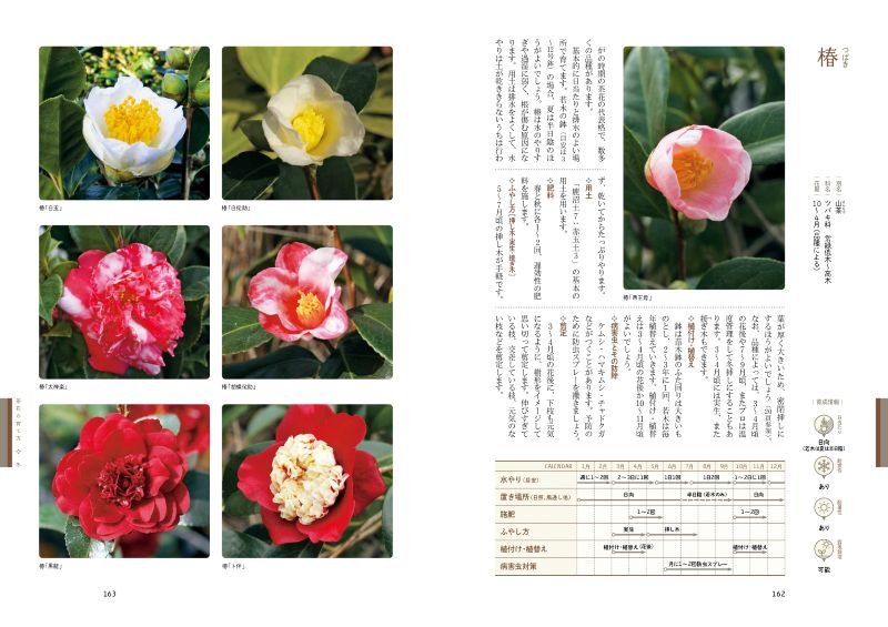 ȭ�Ǽ�ڤ˳ڤ��� ��֤ΰ����