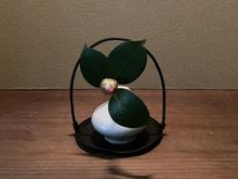 茶道具,花入 | 淡交社 茶道具と茶席のきものオンラインショップ