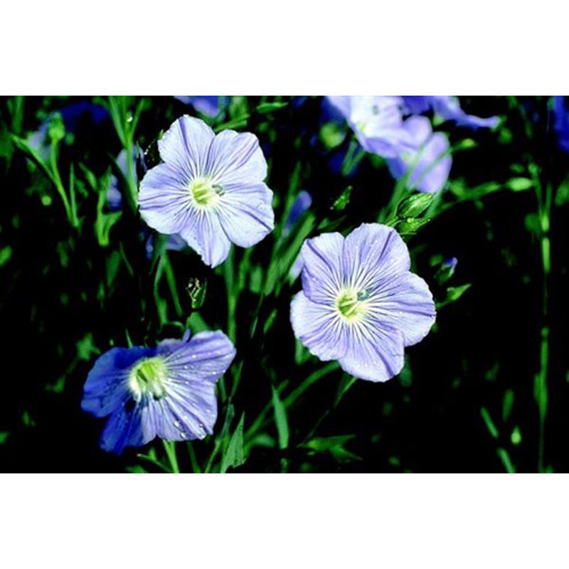 �������̡���-NAMA-DHA+EPA+������� 180γ����