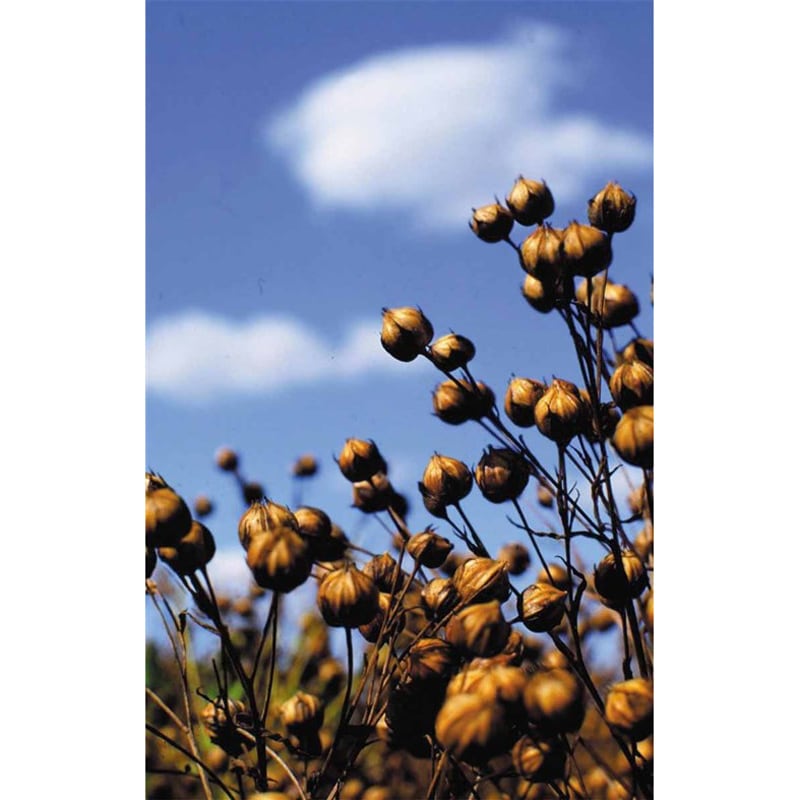 �������̡���-NAMA-DHA+EPA+������� 180γ����