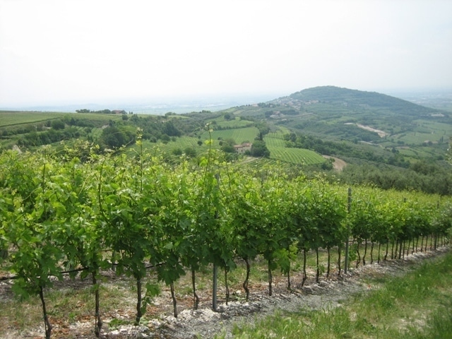 アマローネ2010、シャトーヌッフドパフCRISTIA2015 アマローネ デッラ