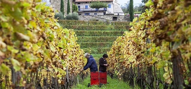 ブレッグ ビアンコ 2000 グラヴナー 白 750ml |ワインショップ