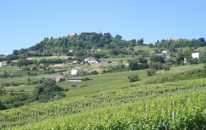 オッフィーダ ペコリーノ ヴェロニカ 2024 レ カニエッテ 白 750ml