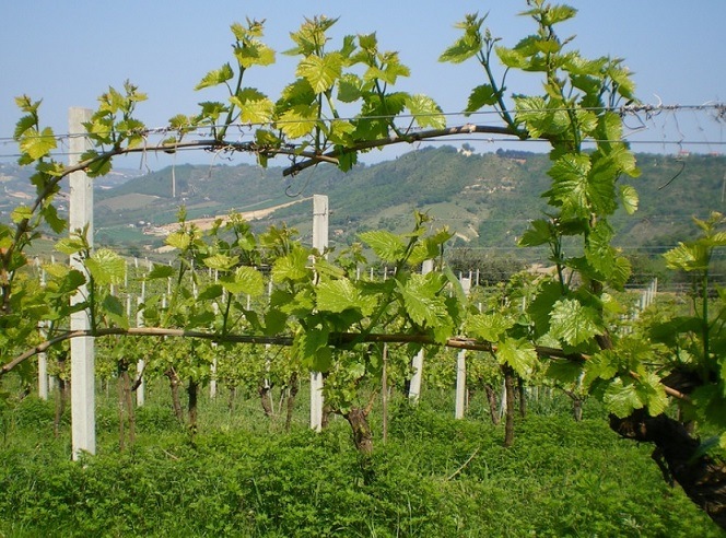 オッフィーダ ペコリーノ ヴェロニカ 2024 レ カニエッテ 白 750ml