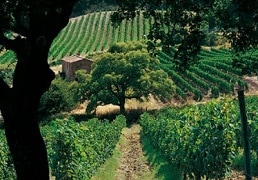 サッシカイア 2019 テヌータ サン グイド 赤 750ml |ワインショップ