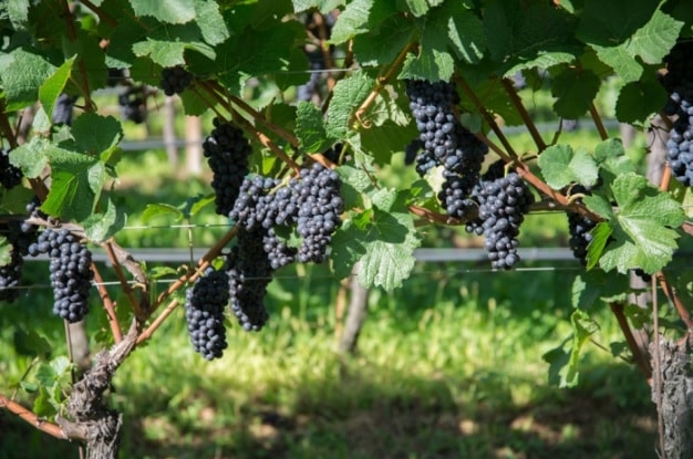 ひ*の様 シュエット サントアンノワール祈りのボンネット ひ*の様 シュエット サントアンノワール祈りのボンネット ひ*の様