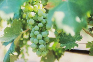 ヴィスタマーレ 2018 カ マルカンダ (ガヤ) 白 750ml |ワインショップ