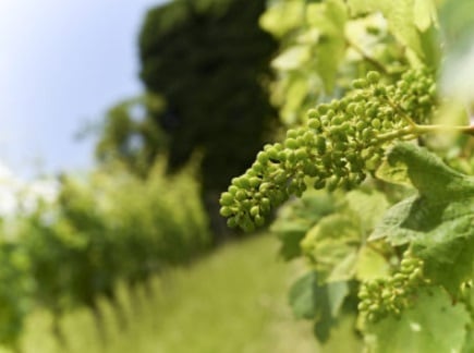 コッリオ ソーヴィニョン ロンコ デル チェロ 2022 ヴェニカ エ