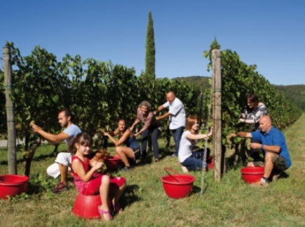 コッリオ ソーヴィニョン ロンコ デル チェロ 2022 ヴェニカ エ