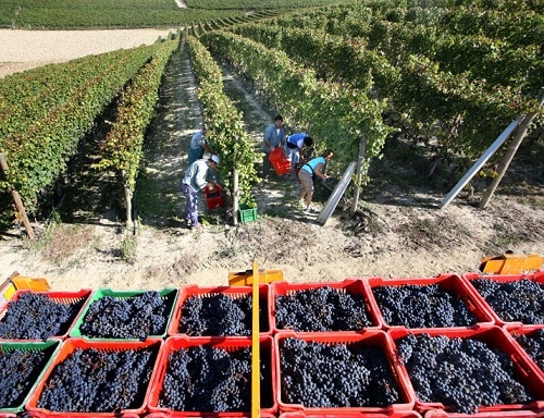 バローロ モンフォルテ 2019 ドメニコ クレリコ 赤 750ml |ワイン