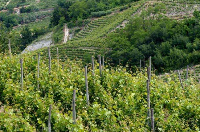 エクセルシウス ピエモンテ シャルドネ 2022 ロベルト サロット 白