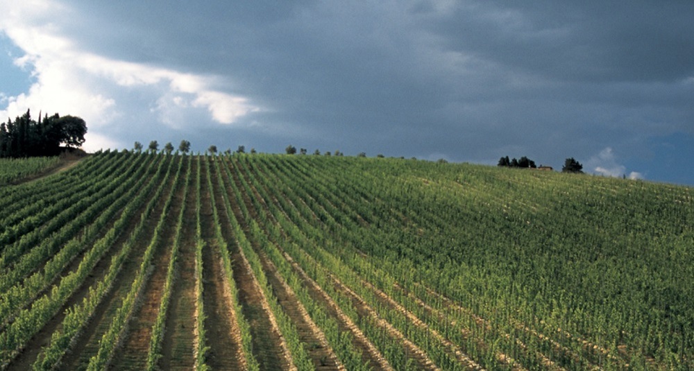 ティニャネロ 2019 アンティノリ 赤 750ml |ワインショップ