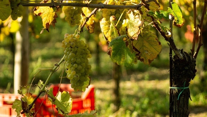 ファットリア パガーノ ファランギーナ ヴェンデンミア タルディーヴァ ロッカモンフィーナ ビアンコ 750ml x 12本[ケース販売] 送料無料 [白ワイン]