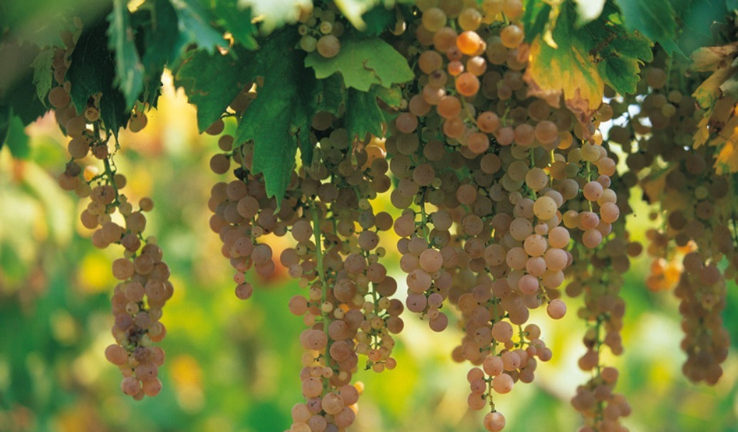 ヴィン ソアーヴェ 2023 イナマ 白 750ml |ワインショップ タストヴァン