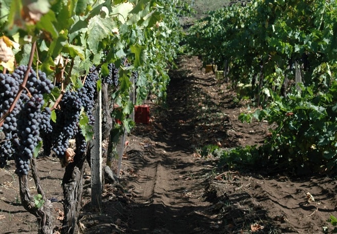 【新品展示品】イタリア製 nr エネーレ フィオレンティーナ85/86 一点限り トスカニー イタリアワイン専門店 / マードレテッラ プリミティーヴォ