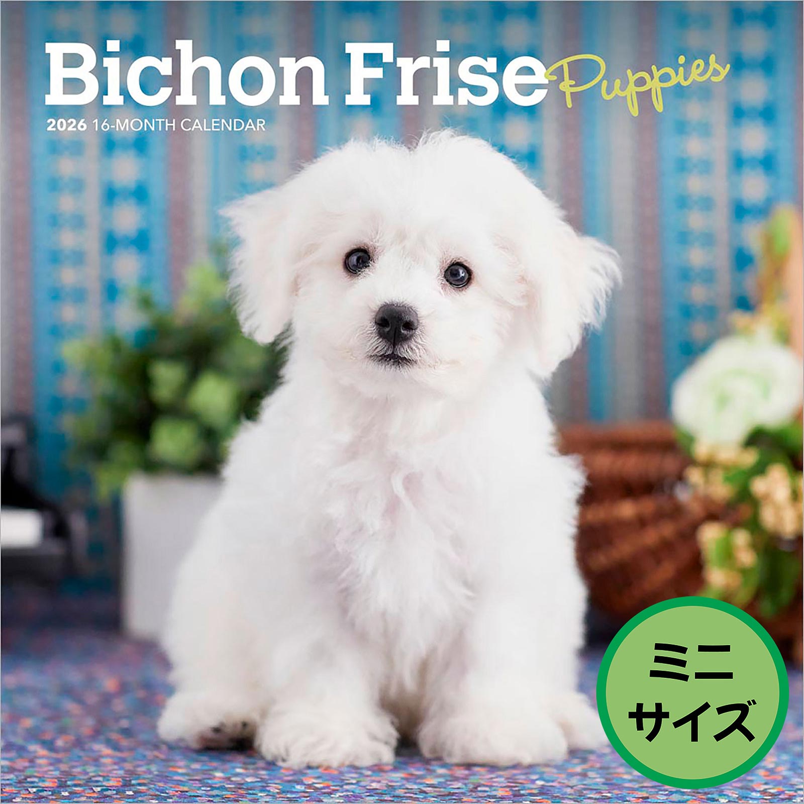 送料無料！輸入版 / 2026年版<br>子犬のビション・フリーゼ ミニカレンダー / ブラウントラウト<br>【クリックポスト対応／代引き不可】