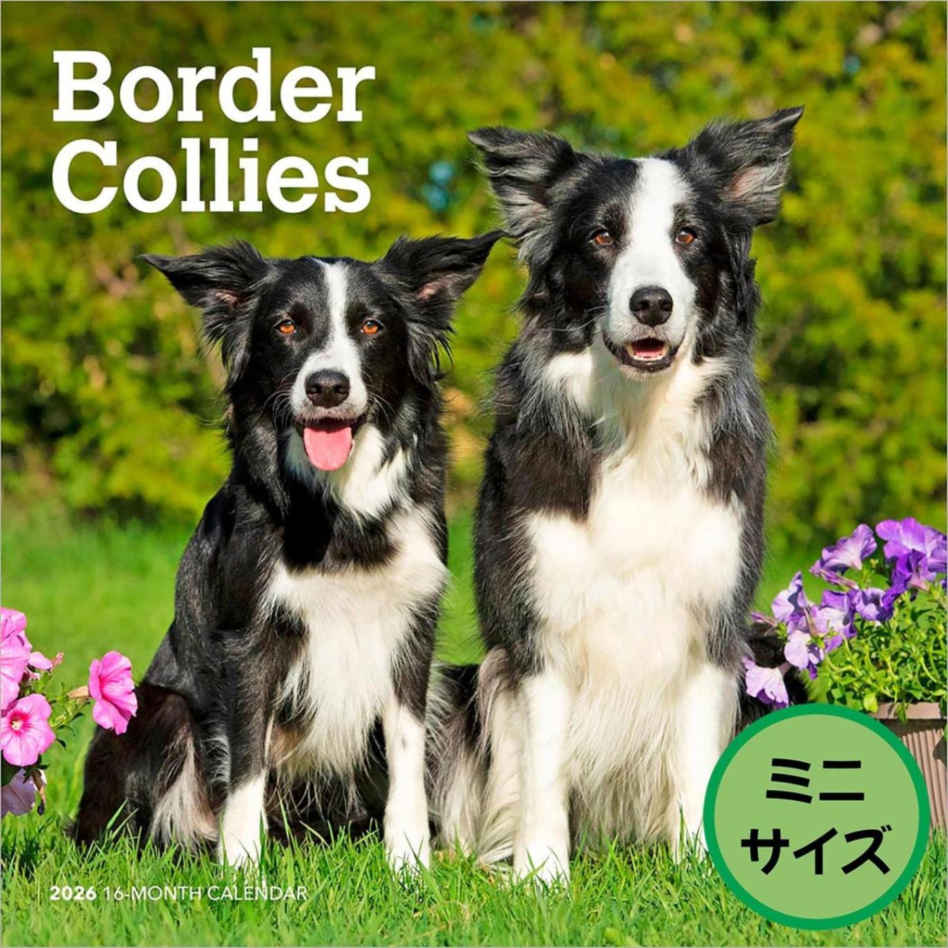 送料無料！輸入版 / 2026年版<br>ボーダー・コリー ミニカレンダー / ブラウントラウト<br>【クリックポスト対応／代引き不可】