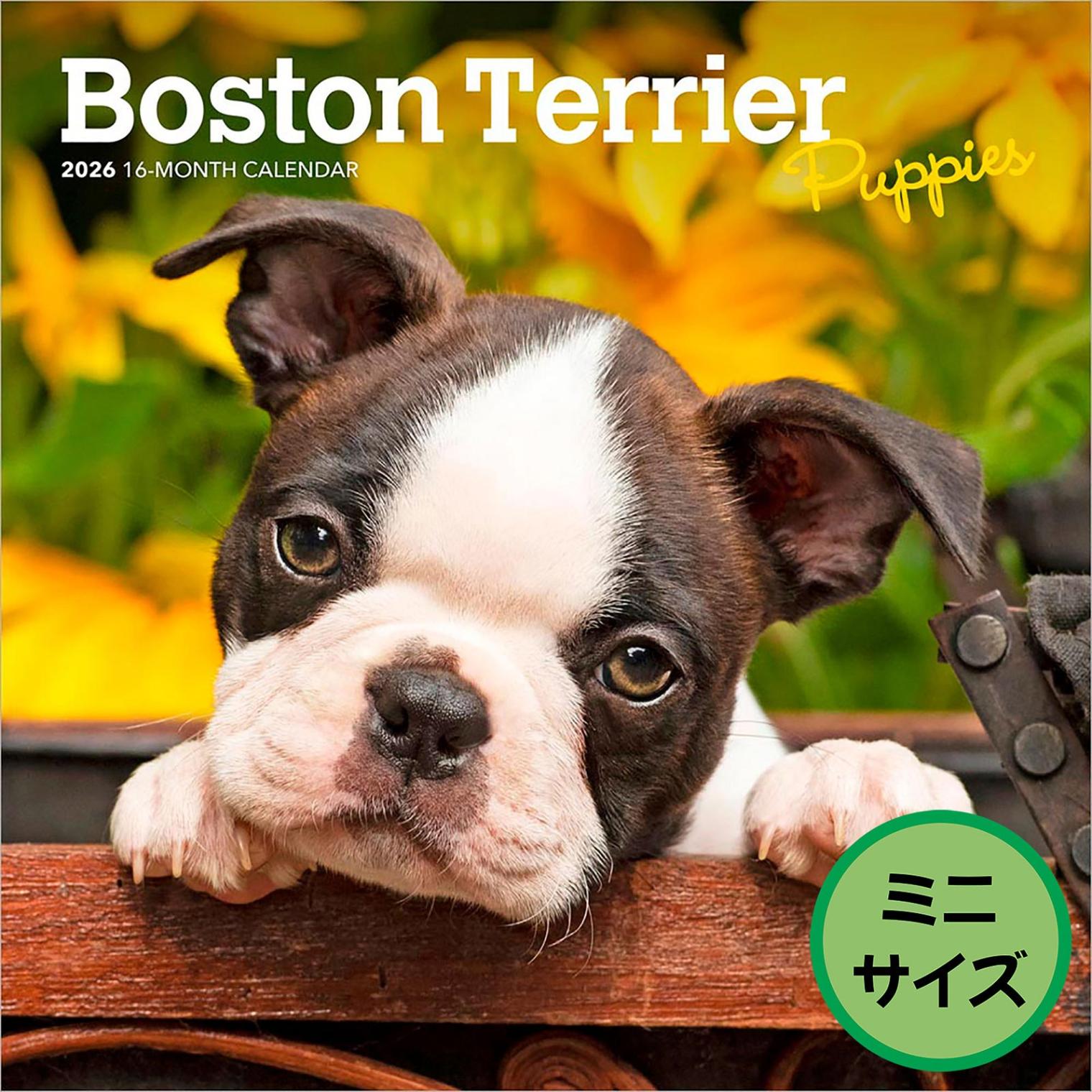 送料無料！輸入版 / 2026年版<br>子犬のボストン・テリア ミニカレンダー / ブラウントラウト<br>【クリックポスト対応／代引き不可】