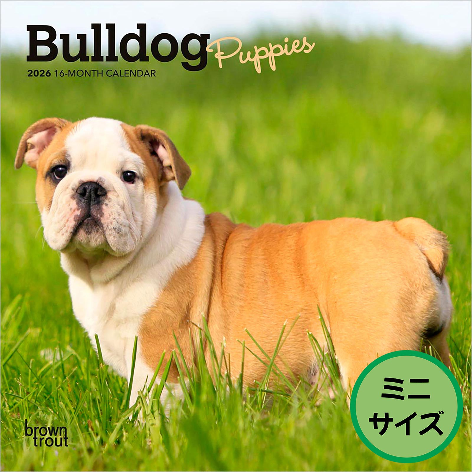 送料無料！輸入版 / 2026年版<br>子犬のブルドッグ ミニカレンダー / ブラウントラウト<br>【クリックポスト対応／代引き不可】