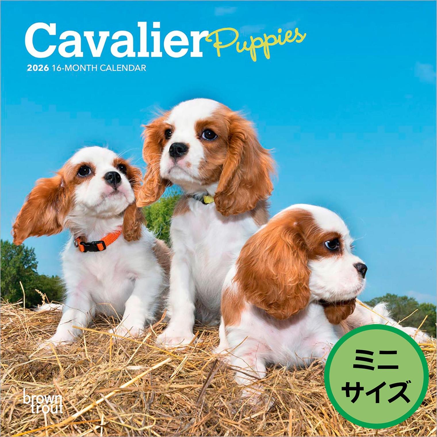 送料無料！輸入版 / 2026年版<br>子犬のキャバリア ミニカレンダー / ブラウントラウト<br>【クリックポスト対応／代引き不可】